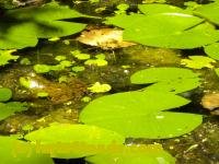 /home//u458753944/public_html/sourcegallery///////////////////Frogs/More bullfrogs/DSCN1278.JPG